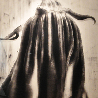 Nature morte (Fleur)