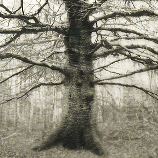 ElÃ©ments pour un paysage 